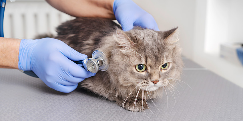 Mejor protector hepático para perros y gatos: qué son, beneficios y cómo elegir el adecuado